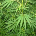Faux Marijuana Plant
