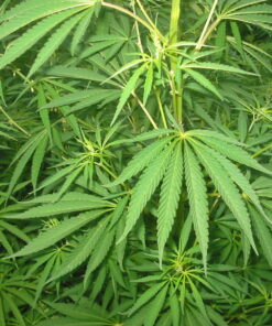 Faux Marijuana Plant
