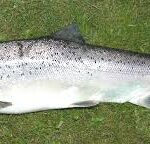 Faux Sea Trout Fish