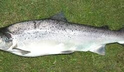 Faux Sea Trout Fish